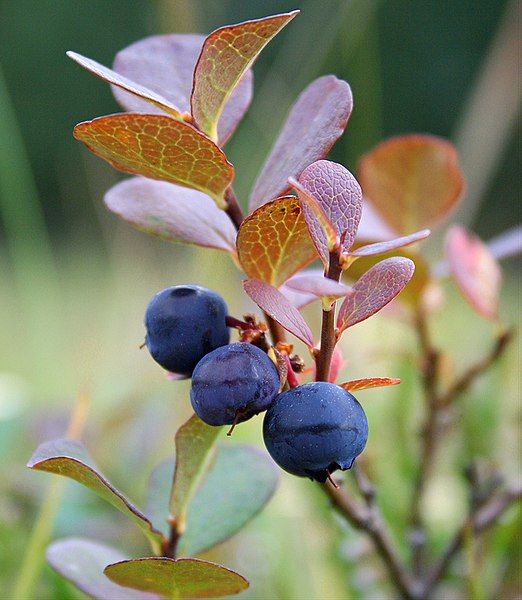 File:Three ripe blueberries.jpg