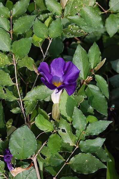 File:Thunbergia erecta01.JPG