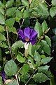 Thunbergia erecta