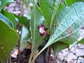 With flower, from side, Nilagala, Sri Lanka