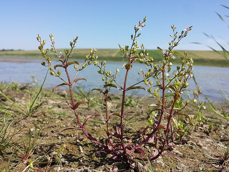 File:Veronica catenata sl47.jpg