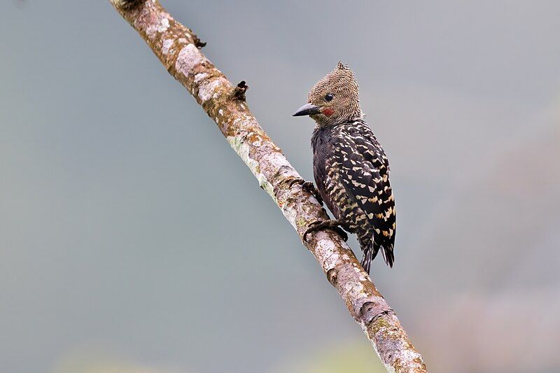 File:White-rumped Woodpecker 0A2A0957.jpg