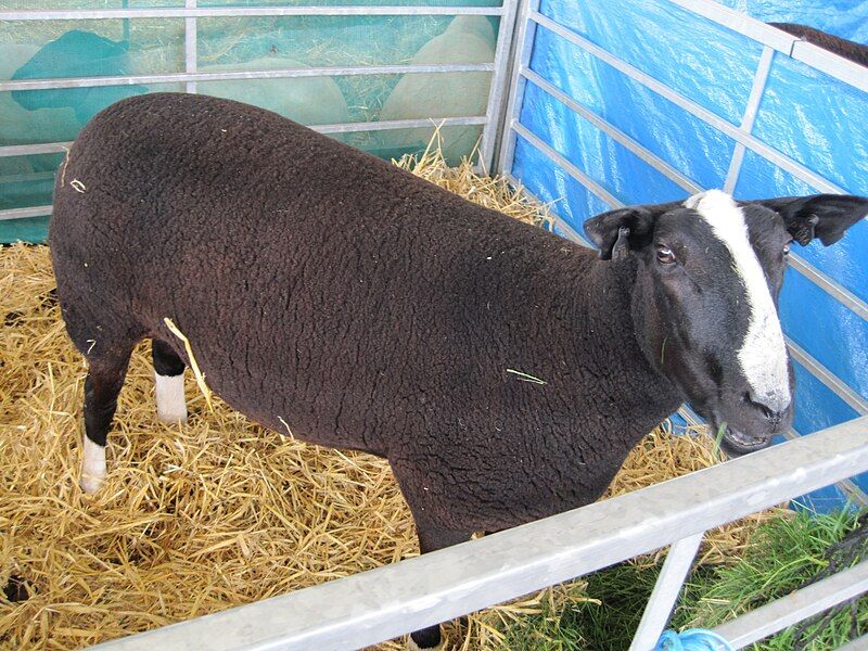 File:Zwartbles Ewe.jpg