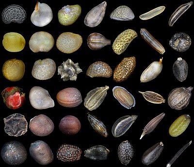 Collage of forty-two types of seed