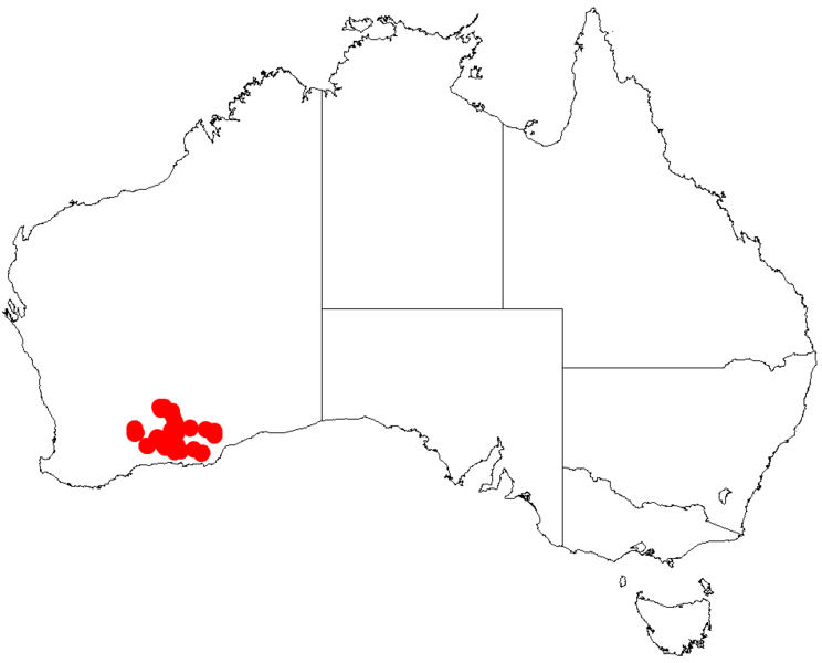 File:Acacia pachypodaDistMap669.png