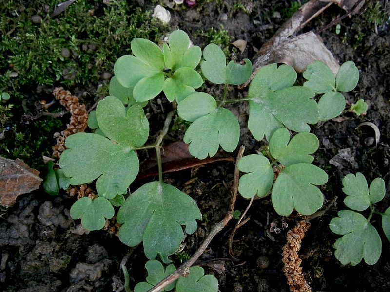 File:Adoxa moschatellina 00.jpg