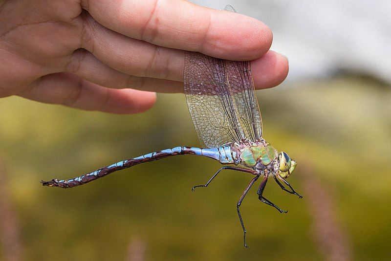 File:Anax walsinghami 2060108.jpg