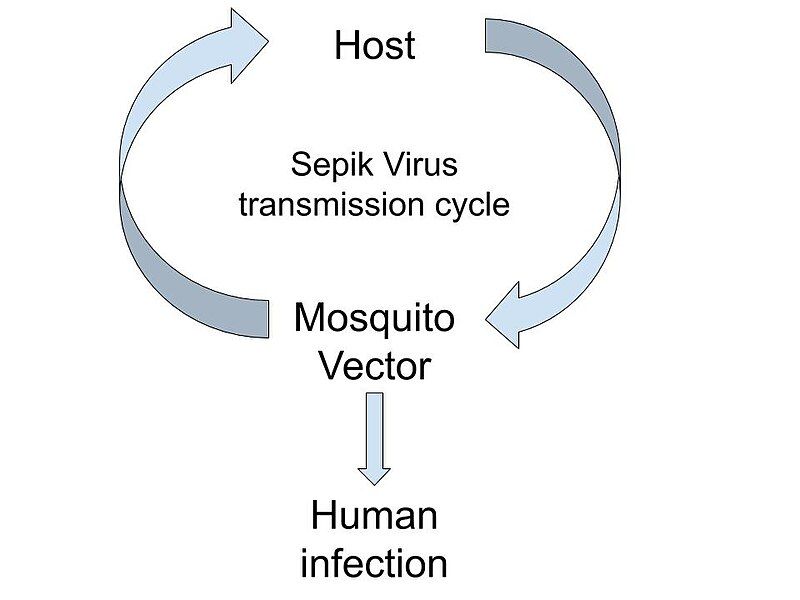 File:Arbovirus Transmission Cycle.jpg