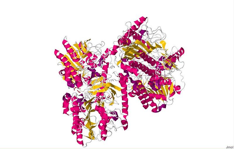 File:Arylsulfatase B.jpg