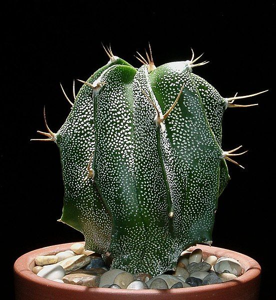 File:Astrophytum ornatum5.jpg