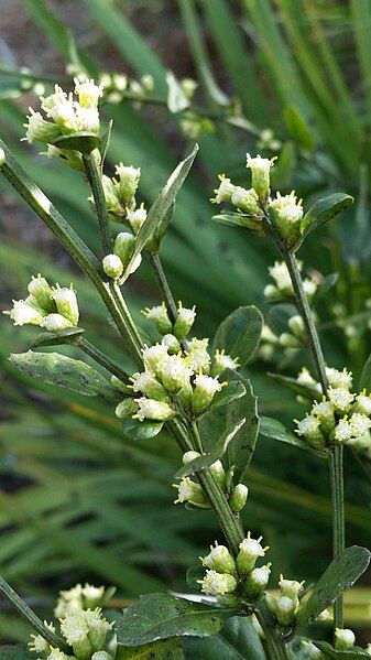 File:Baccharis glomeruliflora.jpg