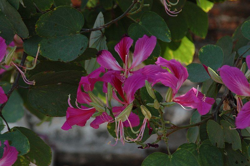 File:Bauhinia blakeana02.JPG