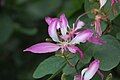 Bauhinia purpurea