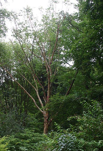 File:Betula-albosinensis-habit.JPG