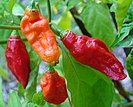 The ghost pepper registers 1.3M on the Scoville scale