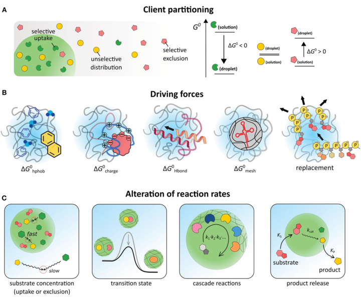 File:Biomolecular partitioning.png