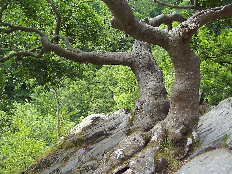 File:Bodetal Krüppelbuche 2.jpg