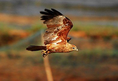 A subadult, Kerala, India