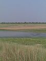 Budhi Gandak river bank in Rampurwa Mehsi