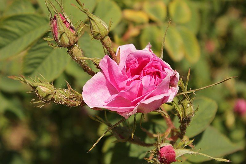 File:Bulgarian Rose.JPG