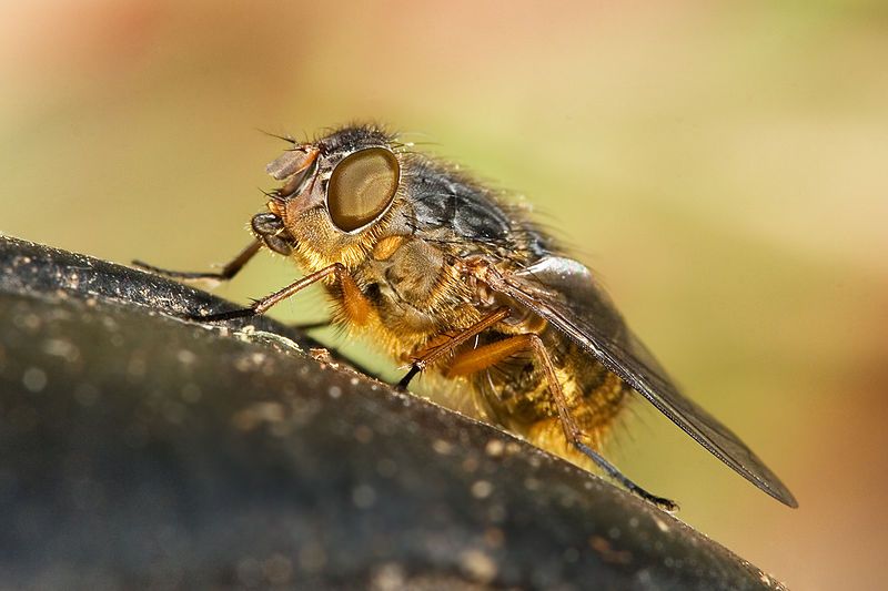 File:Calliphora hilli.jpg