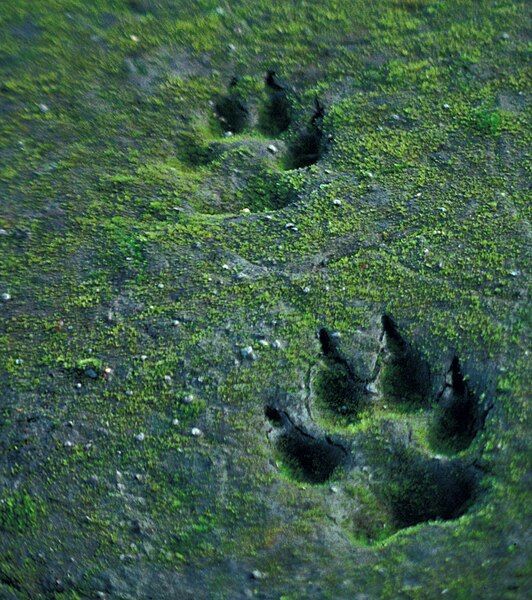 File:Canis lupus tracks.jpg