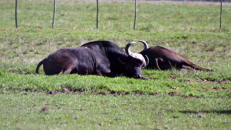 File:Cape Buffalo (21116953495).jpg