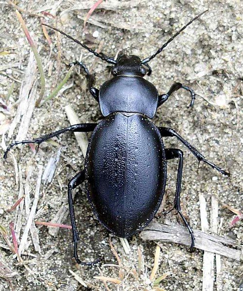 File:Carabus hungaricus.jpg