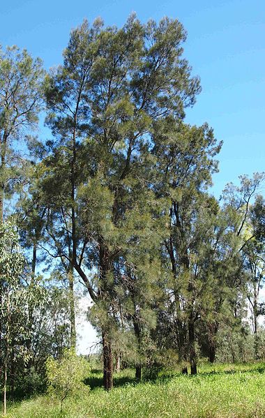 File:Casuarina cristata.jpg