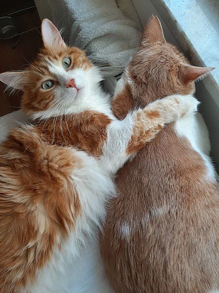 File:Cats are hugging.jpg