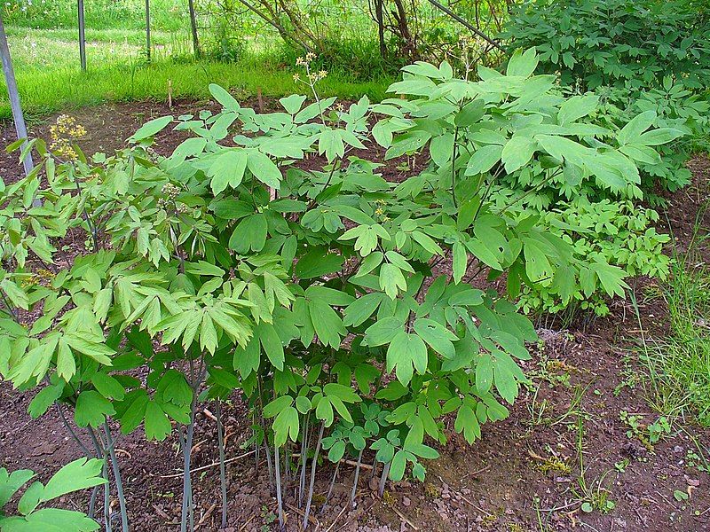 File:Caulophyllum thalictroides 001.JPG