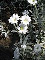 Cerastium tomentosum