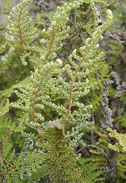 File:Cheilanthes myriophylla (20144030713).jpg