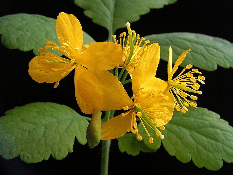 File:Chelidonium majus20100511 10.jpg