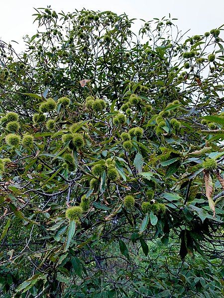 File:Chestnut tree picture.jpg