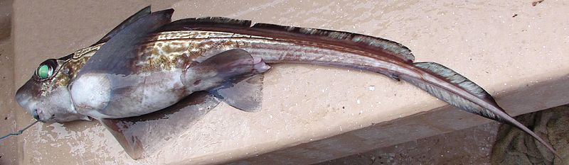 File:Chimaera monstrosa haogjydling.jpg