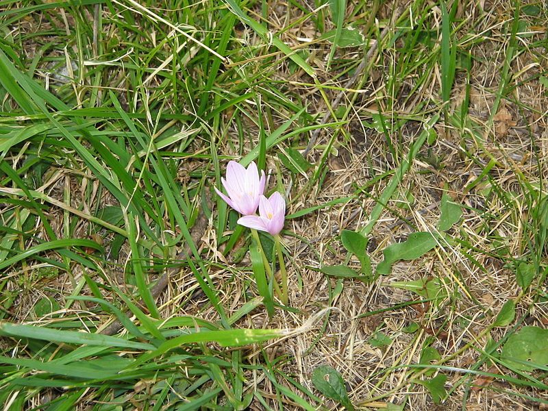 File:Colchicum alpinum1.jpg