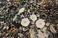 C. verecundus growing in alpine rock in Central Otago