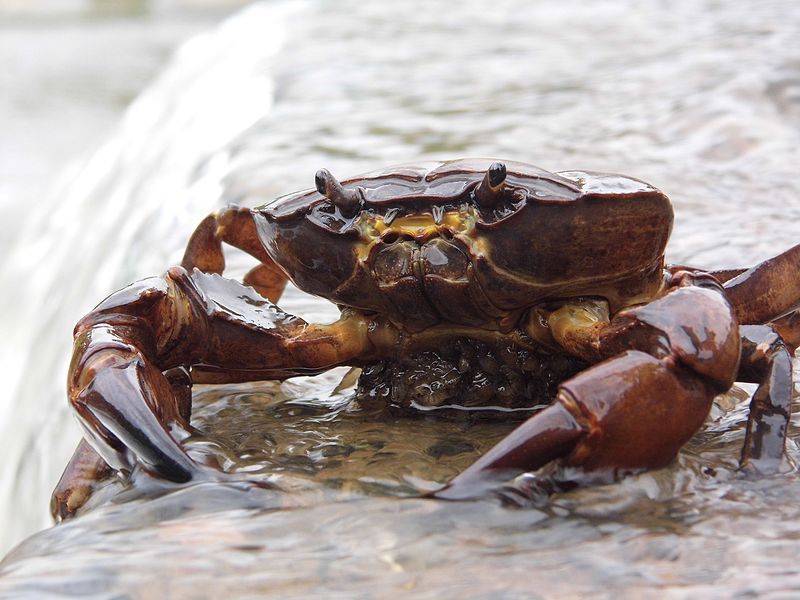 File:Crab in stream.jpg