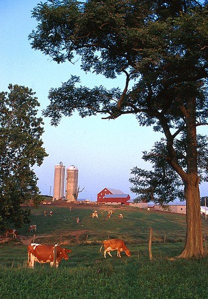 File:Dairy farm.jpg