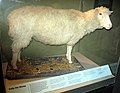 Image 9Dolly the sheep is the first mammal to be cloned from an adult somatic cell. (from 1990s)