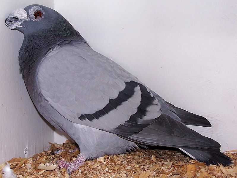 File:Dragoon pigeon.jpg