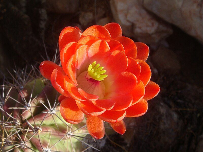 File:Echinocereus coccineus 20080405-2.jpg