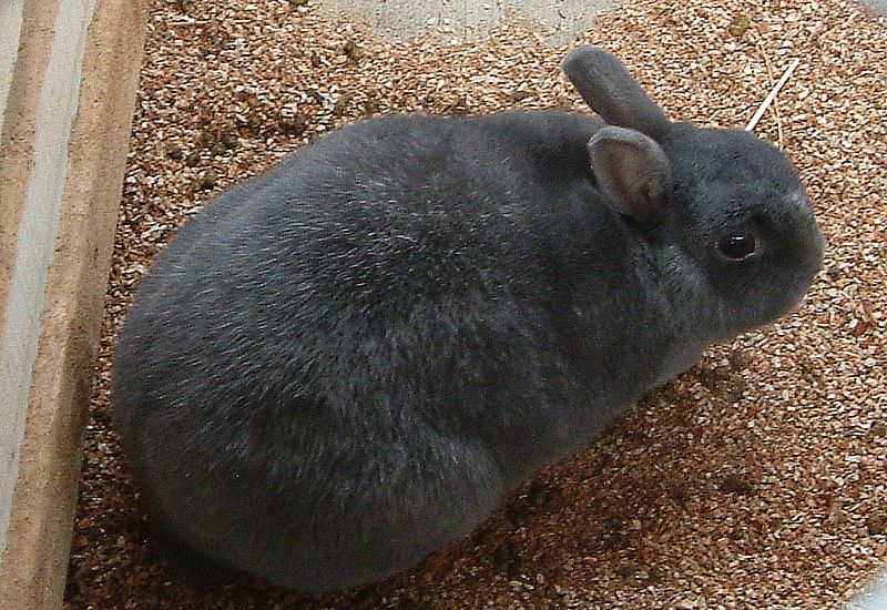 File:Enderby Island Rabbit.jpg