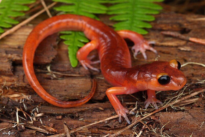 File:Ensatina eschscholtzii eschscholtzii.jpg