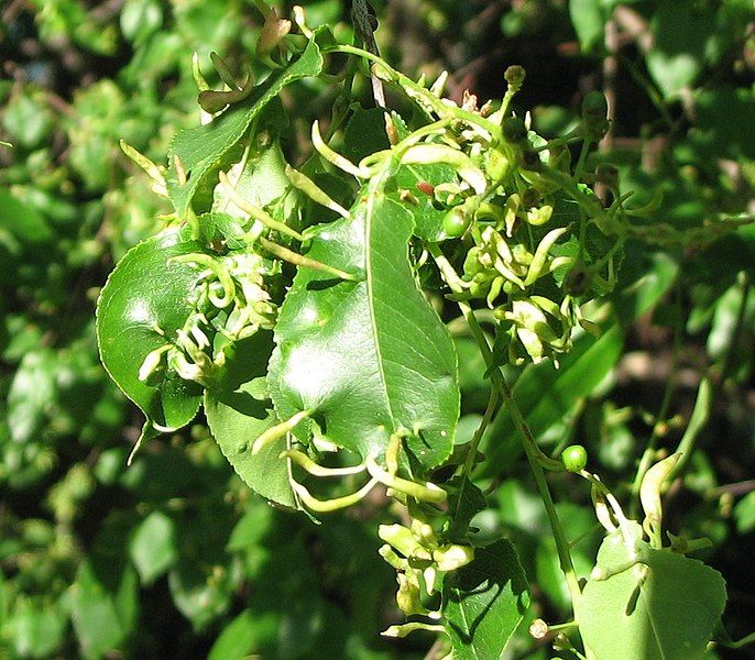 File:Eriophyes cerasicrumena. Shenandoah.jpg