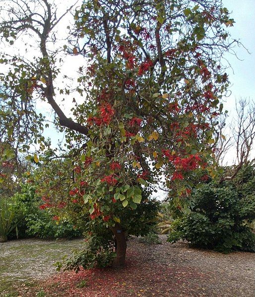 File:Erythrina chiapasana.jpg