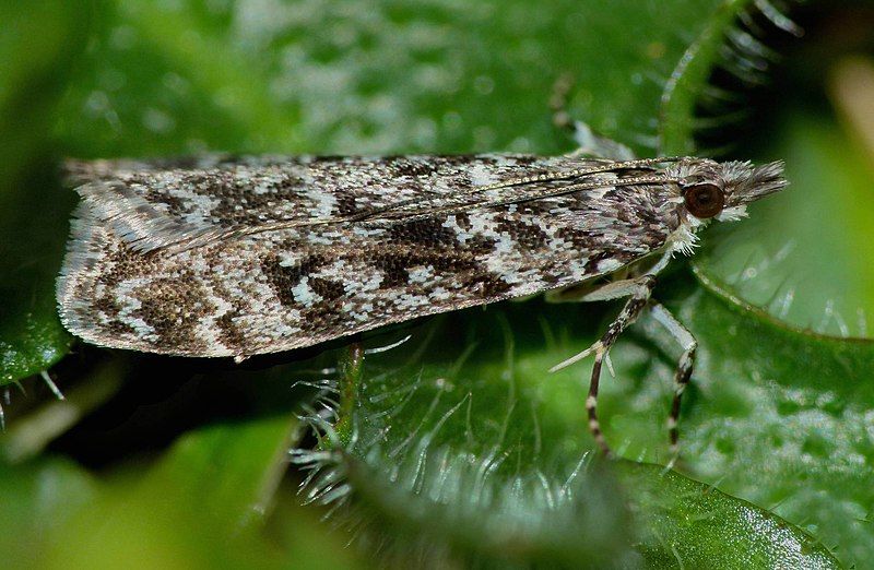 File:Eudonia philerga 34255065.jpg