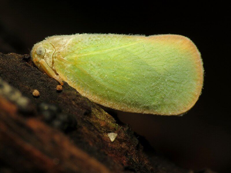 File:Flatid Planthopper (29576249846).jpg