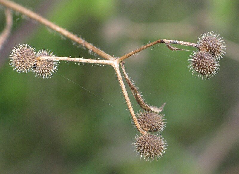 File:Galium aparine RF.jpg